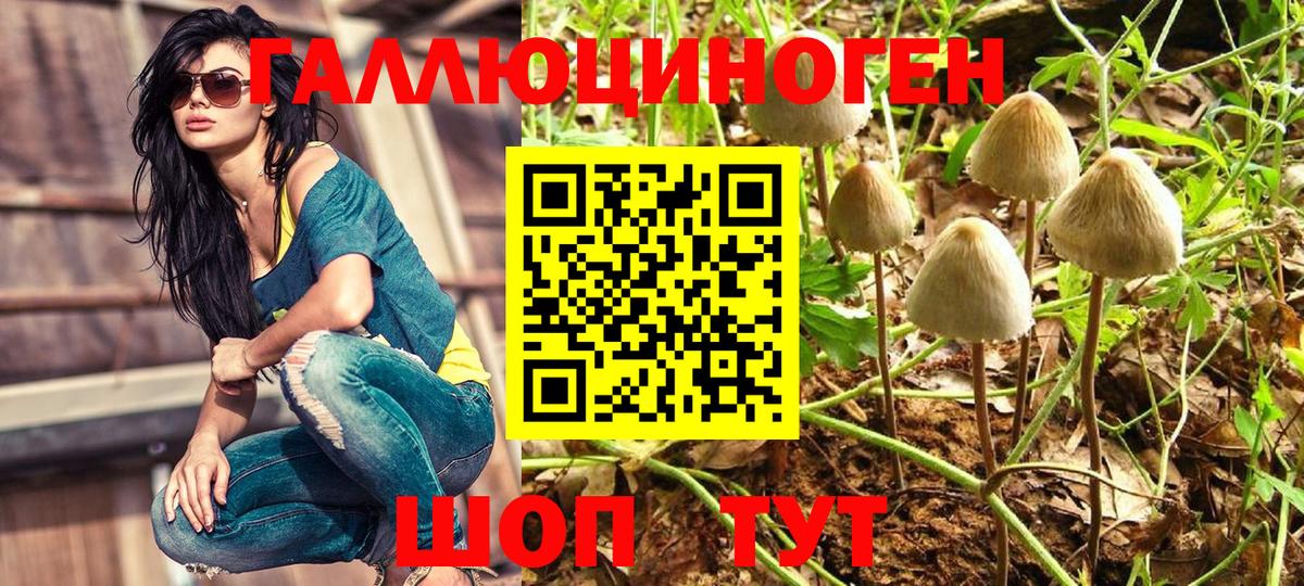 Псилоцибиновые грибы прущие грибы  Галлюциногенные грибы Psilocybe  Аша 